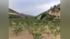 一份更接地气的ESG“答卷”：黄土高原上的“红梅杏”红了