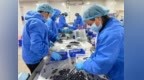 采摘、预冷、速冻、恒温仓储，东乡一体化冷链让蓝莓“鲜”行全国