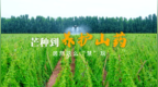 芒种到，养护山药居然这么“慧”玩