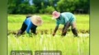 芒种遇高考：考场如麦田　落笔即收获