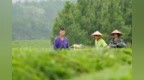 江西宜春：机采夏茶助农增收