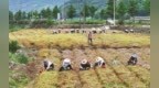 象山千亩象贝迎丰收