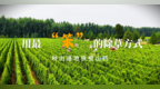 用最“笨”的除草方式，种出道地铁棍山药