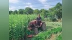 郏县：艾草喜丰收 致富有奔头