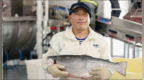 全球首艘10万吨级三文鱼养殖工船“苏海1号”起捕首批商品鱼—— 一船耕深蓝 万鱼逐浪生