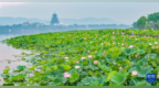 夏日赏荷正当时