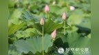 安徽肥西：荷花绽放迎客来