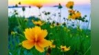 花海邂逅落日，威海市环翠区这座海边公园藏着夏日浪漫