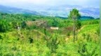 凉山普格：蜂糖李挂满枝头 即将甜蜜上市
