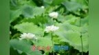 “荷”其有幸“香”约泉城，大明湖第一波荷花已绽放