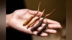 这种雪域“软黄金”，每年只露面约40天，懂行的人都在悄悄囤