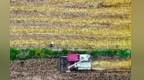 甘肃泾川进入夏粮抢收关键时期