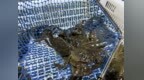 每公斤35美元，太湖“六月黄”畅销海外