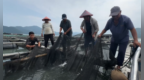 全省首次，原位放流！万尾蓝点马鲛鱼宝宝游入象山港