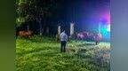 崇仁公路上演“牛出没”，民警客串“牛倌”护送回家