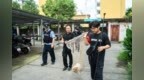 临川多部门联动，农贸市场周边犬患清零