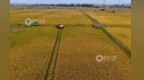 金溪推广智慧气象种植技术，双季稻生育周期从180天缩短至155天