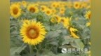 阜阳：百亩油葵花开引客来