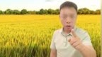 百万粉丝网红诋毁袁隆平成果，账号被封