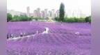 黄河边的紫色浪漫　甘肃永靖马鞭草盛花期如约而至