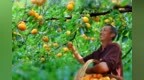 西安：风驰秦楚硕果盈