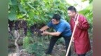 石城县：葡萄园里授技忙（图）
