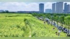 南昌高新区：花海绽放 满目生机（图）