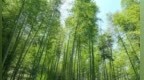 九江彭泽县：一根竹筷串起绿色产业链 铺就生态富民振兴路