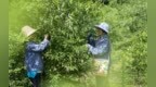 新余：林下生“金”助增收（图）