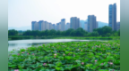 山东邹平黛溪河：盛夏荷韵入画来