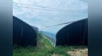 金融活水润沃土 产业振兴富乡村——中国光大银行咸阳分行深耕结对帮扶赋能塔凹村特色蔬菜产业发展