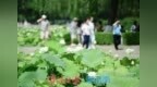 湖光悦色・荷映泉城！济南市第40届荷花艺术节燃动泉城盛夏