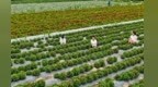 甘肃高台：制种花开致富路