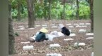 自贸港·白沙加速度丨以科创为笔 绘白沙生态产业发展图