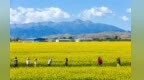 甘肃民乐：油菜花开满目金