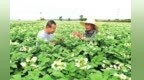 “洋芋蛋”变成富民产业　甘肃天水咋做到的