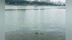 好水也能“招贤纳士”！斑嘴鸭在九江“两湖”筑巢落户
