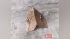 拟态“高手”枯叶蛾现身竹山堵河流域