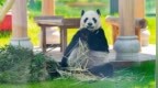 熊猫馆灯具故障出现火苗，无锡动物园通报
