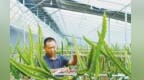 果蔬产业多点开花　甘肃清水群众增收有“聚宝棚”