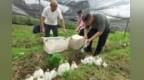 从菌垄到烘烤房，乐安竹荪采摘加工忙不停