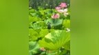 微山湖国家湿地公园｜赏荷正当时，一湖夏意赴清欢