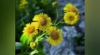 产学研企聚力联动 激活陕西野菊花乡村振兴新动能