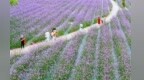 甘肃永靖：紫色花海引游人