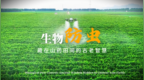 生物防虫，藏在山药田间的古老智慧