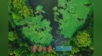夏染林海风光好 一园青翠醉游人