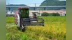 防御台风“巴威”｜宁波市多地开展农业抢收行动