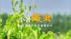 小暑防虫，山药田里忙碌的盛夏时光