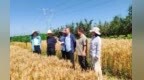 旱塬“芯”跳——杨凌科技护航西部旱区粮安一线纪实