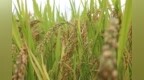 种植业应对超强台风“巴威”技术措施